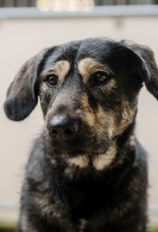 Soy – Herdenschutzhund - Mix, Weibchen, 1 Jahr 6 Monate, 97074 Würzburg – Foto 2