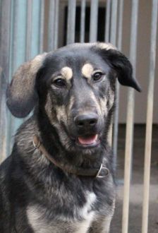 Soy – Herdenschutzhund - Mix, Weibchen, 1 Jahr 6 Monate, 97074 Würzburg – Foto 3