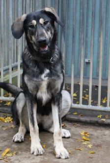 Soy – Herdenschutzhund - Mix, Weibchen, 1 Jahr 6 Monate, 97074 Würzburg – Foto 6