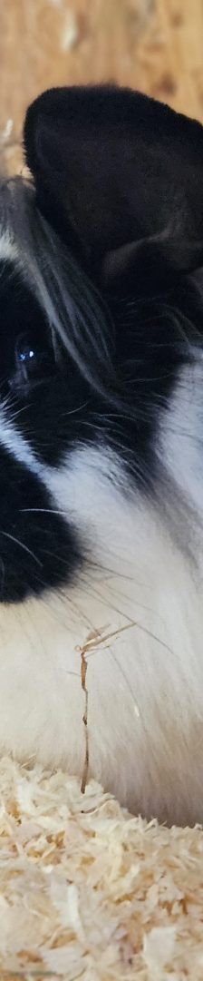 Minnie – Deutscher Riese, Weibchen, Alter unbekannt, 97525 Schwebheim – Foto 1