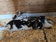 Minnie – Deutscher Riese, Weibchen, Alter unbekannt, 97525 Schwebheim – Foto 2