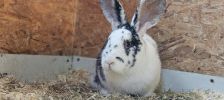 Minnie – Deutscher Riese, Weibchen, Alter unbekannt, 97525 Schwebheim – Foto 3