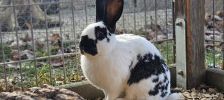 Minnie – Deutscher Riese, Weibchen, Alter unbekannt, 97525 Schwebheim – Foto 4