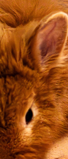 Ben – Zwergkaninchen, Männchen, Alter unbekannt, 28357 Bremen – Foto 2