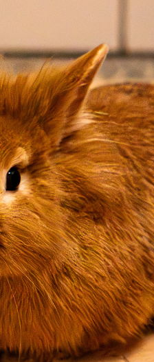 Ben – Zwergkaninchen, Männchen, Alter unbekannt, 28357 Bremen – Foto 3