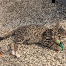 Leo – Europäisch Kurzhaar, Männchen, Alter unbekannt, 97525 Schwebheim – Foto 1