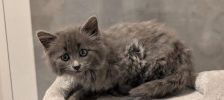 Leo – Europäisch Kurzhaar, Männchen, Alter unbekannt, 97525 Schwebheim – Foto 2