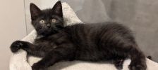 Leo – Europäisch Kurzhaar, Männchen, Alter unbekannt, 97525 Schwebheim – Foto 3