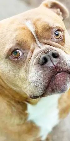 Joseph – English Bulldog Mix, Männchen, 5 Jahre 8 Monate, 13057 Berlin – Foto 1