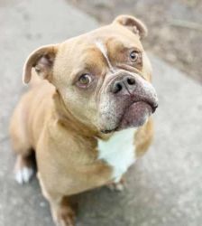 Joseph – English Bulldog Mix, Männchen, 5 Jahre 8 Monate, 13057 Berlin – Foto 2