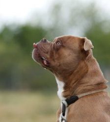 Joseph – English Bulldog Mix, Männchen, 5 Jahre 8 Monate, 13057 Berlin – Foto 3