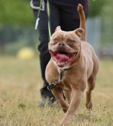 Joseph – English Bulldog Mix, Männchen, 5 Jahre 8 Monate, 13057 Berlin – Foto 4
