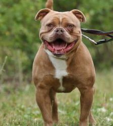 Joseph – English Bulldog Mix, Männchen, 5 Jahre 8 Monate, 13057 Berlin – Foto 5