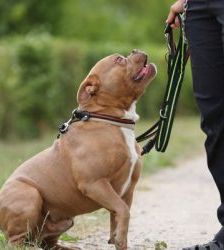 Joseph – English Bulldog Mix, Männchen, 5 Jahre 8 Monate, 13057 Berlin – Foto 6