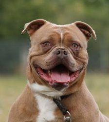 Joseph – English Bulldog Mix, Männchen, 5 Jahre 8 Monate, 13057 Berlin – Foto 7