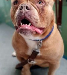 Joseph – English Bulldog Mix, Männchen, 5 Jahre 8 Monate, 13057 Berlin – Foto 8