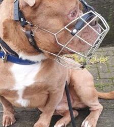 Joseph – English Bulldog Mix, Männchen, 5 Jahre 8 Monate, 13057 Berlin – Foto 9