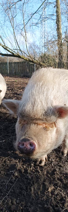 Mamut – Göttinger Minischwein, Weibchen, Alter unbekannt, 28357 Bremen – Foto 4