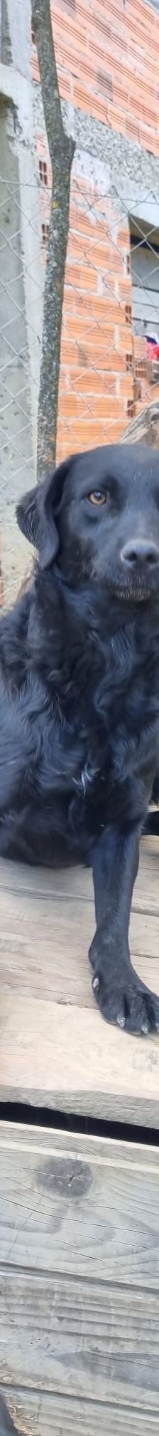 Elektra – Kroatischer Schäferhundmix, Weibchen, 2 Jahre 11 Monate, Nordic Strays e.V. – Foto 1