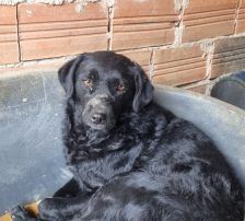 Elektra – Kroatischer Schäferhundmix, Weibchen, 2 Jahre 11 Monate, Nordic Strays e.V. – Foto 2