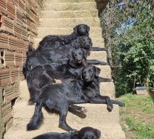 Elektra – Kroatischer Schäferhundmix, Weibchen, 2 Jahre 11 Monate, Nordic Strays e.V. – Foto 11