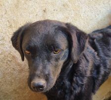 Elektra – Kroatischer Schäferhundmix, Weibchen, 2 Jahre 11 Monate, Nordic Strays e.V. – Foto 12