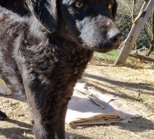 Elektra – Kroatischer Schäferhundmix, Weibchen, 2 Jahre 11 Monate, Nordic Strays e.V. – Foto 13