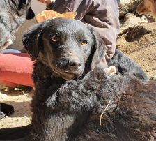 Elektra – Kroatischer Schäferhundmix, Weibchen, 2 Jahre 11 Monate, Nordic Strays e.V. – Foto 14