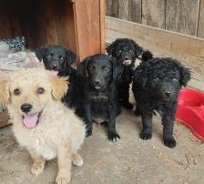 Elektra – Kroatischer Schäferhundmix, Weibchen, 2 Jahre 11 Monate, Nordic Strays e.V. – Foto 15