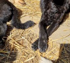 Elektra – Kroatischer Schäferhundmix, Weibchen, 2 Jahre 11 Monate, Nordic Strays e.V. – Foto 16