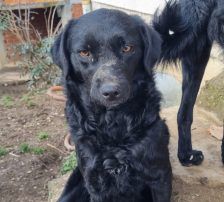 Elektra – Kroatischer Schäferhundmix, Weibchen, 2 Jahre 11 Monate, Nordic Strays e.V. – Foto 3