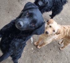 Elektra – Kroatischer Schäferhundmix, Weibchen, 2 Jahre 11 Monate, Nordic Strays e.V. – Foto 4