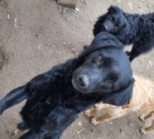 Elektra – Kroatischer Schäferhundmix, Weibchen, 2 Jahre 11 Monate, Nordic Strays e.V. – Foto 5