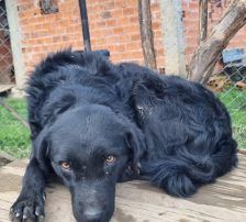 Elektra – Kroatischer Schäferhundmix, Weibchen, 2 Jahre 11 Monate, Nordic Strays e.V. – Foto 6