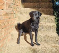 Elektra – Kroatischer Schäferhundmix, Weibchen, 2 Jahre 11 Monate, Nordic Strays e.V. – Foto 7