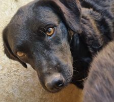 Elektra – Kroatischer Schäferhundmix, Weibchen, 2 Jahre 11 Monate, Nordic Strays e.V. – Foto 8