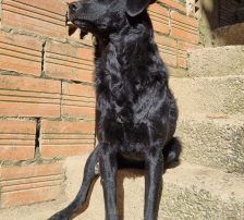 Elektra – Kroatischer Schäferhundmix, Weibchen, 2 Jahre 11 Monate, Nordic Strays e.V. – Foto 9