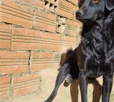 Elektra – Kroatischer Schäferhundmix, Weibchen, 2 Jahre 11 Monate, Nordic Strays e.V. – Foto 10