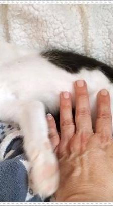 Bimbo Camada Tallante – Europäisch Kurzhaar, Männchen, 2 Jahre 6 Monate, 65520 Bad Camberg – Foto 11