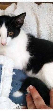 Bimbo Camada Tallante – Europäisch Kurzhaar, Männchen, 2 Jahre 6 Monate, 65520 Bad Camberg – Foto 12