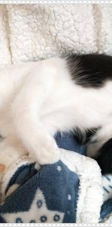 Bimbo Camada Tallante – Europäisch Kurzhaar, Männchen, 2 Jahre 6 Monate, 65520 Bad Camberg – Foto 13
