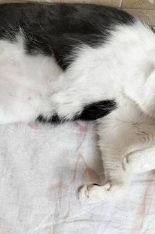 Bimbo Camada Tallante – Europäisch Kurzhaar, Männchen, 2 Jahre 6 Monate, 65520 Bad Camberg – Foto 15