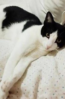 Bimbo Camada Tallante – Europäisch Kurzhaar, Männchen, 2 Jahre 6 Monate, 65520 Bad Camberg – Foto 16