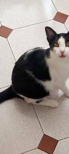 Bimbo Camada Tallante – Europäisch Kurzhaar, Männchen, 2 Jahre 6 Monate, 65520 Bad Camberg – Foto 17