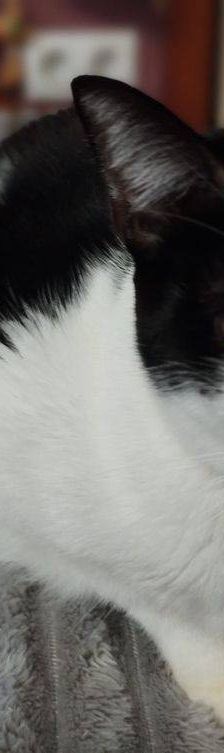 Bimbo Camada Tallante – Europäisch Kurzhaar, Männchen, 2 Jahre 6 Monate, 65520 Bad Camberg – Foto 19