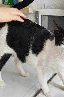 Bimbo Camada Tallante – Europäisch Kurzhaar, Männchen, 2 Jahre 6 Monate, 65520 Bad Camberg – Foto 21