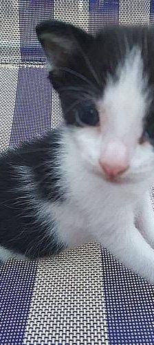Bimbo Camada Tallante – Europäisch Kurzhaar, Männchen, 2 Jahre 6 Monate, 65520 Bad Camberg – Foto 6