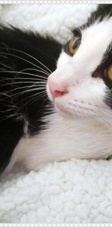 Bimbo Camada Tallante – Europäisch Kurzhaar, Männchen, 2 Jahre 6 Monate, 65520 Bad Camberg – Foto 7