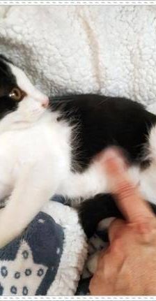 Bimbo Camada Tallante – Europäisch Kurzhaar, Männchen, 2 Jahre 6 Monate, 65520 Bad Camberg – Foto 8