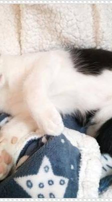 Bimbo Camada Tallante – Europäisch Kurzhaar, Männchen, 2 Jahre 6 Monate, 65520 Bad Camberg – Foto 9